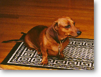 Dachshund says why lay on the floor when there's a a rug handy?